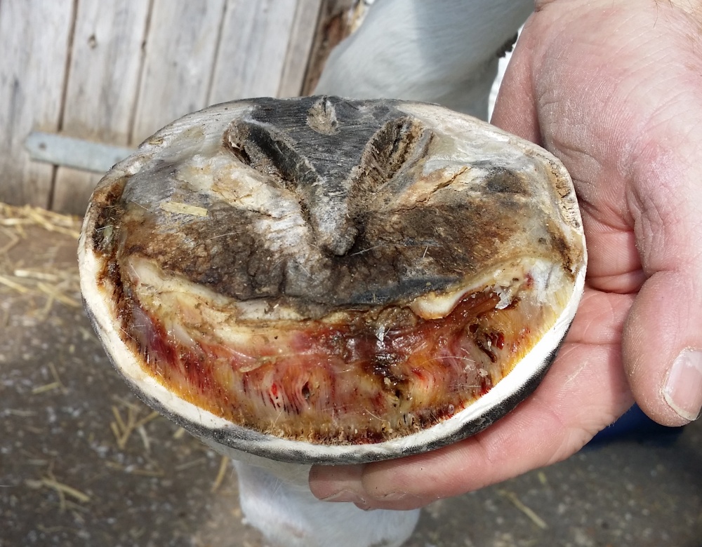 Laminitic horse foot