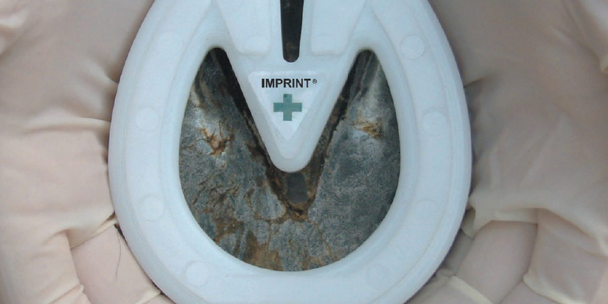 Foal Shoe Fitting Half