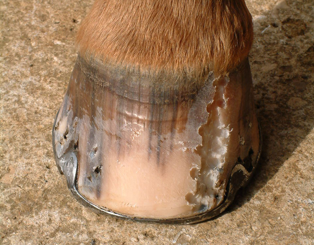 Hoof Crack Repair