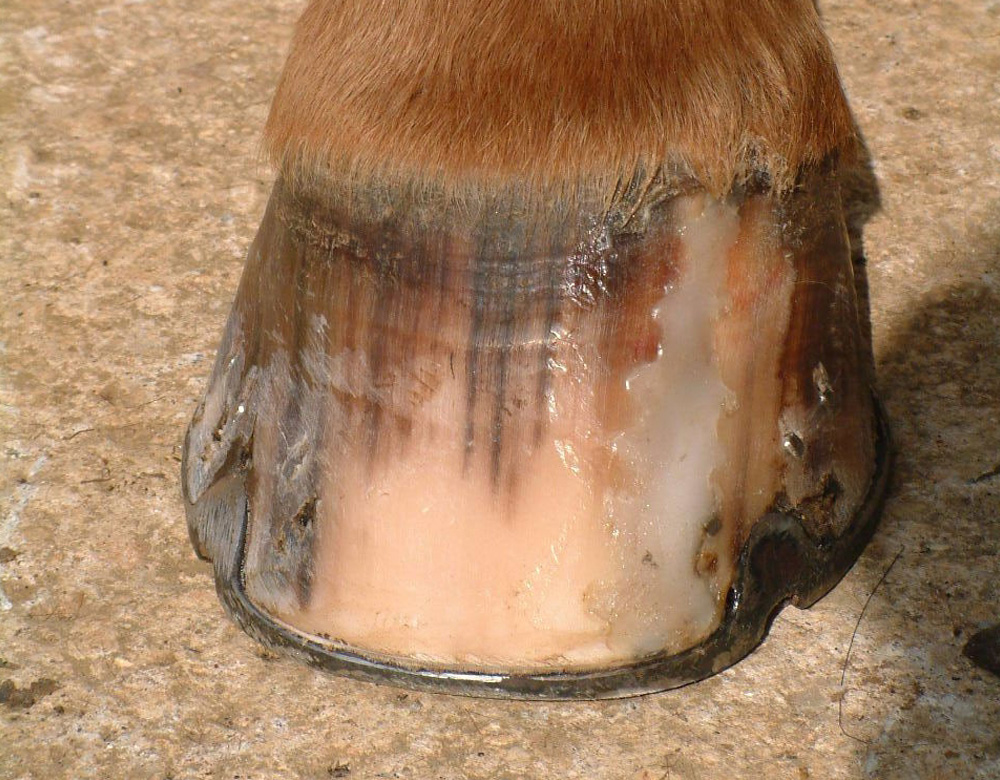 Hoof Crack Repair