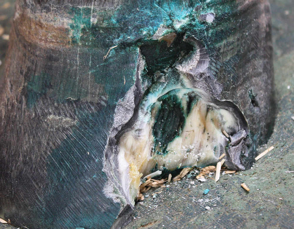 Hoof Reconstruction B