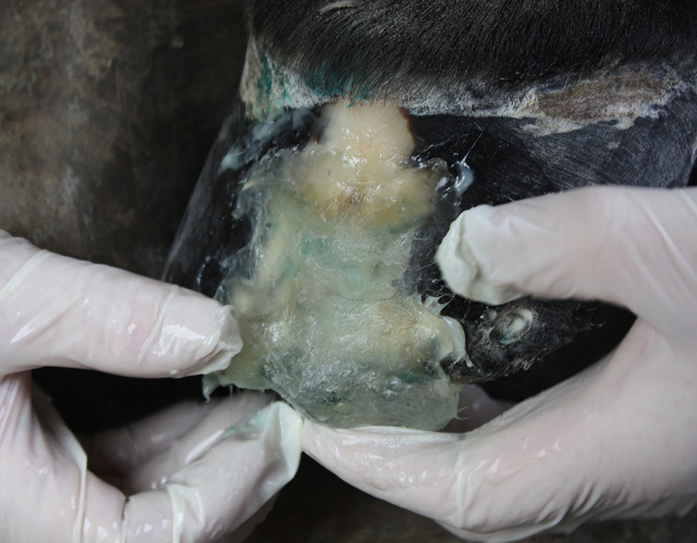 Hoof Reconstruction H