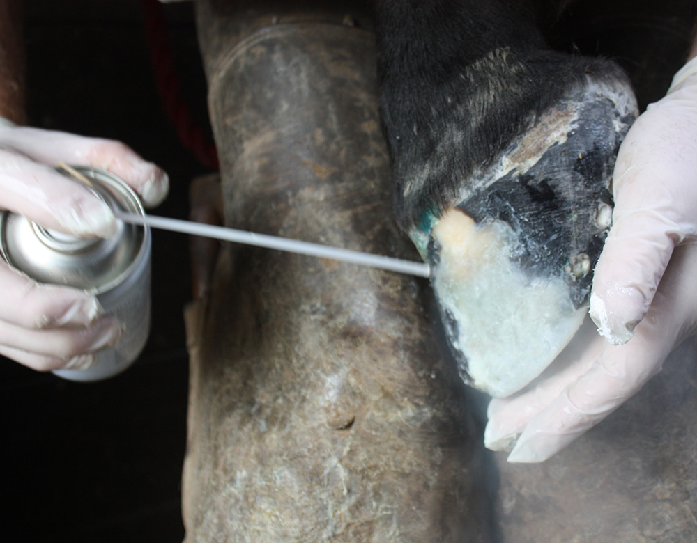 Hoof Reconstruction I