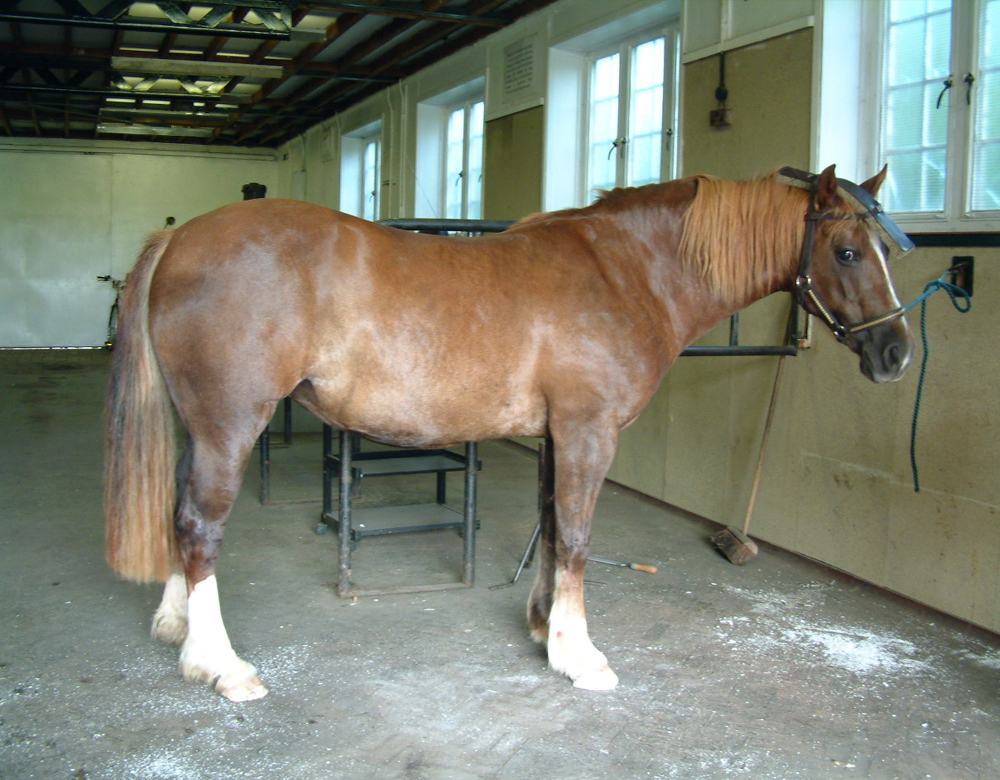 Horse with Laminitis After