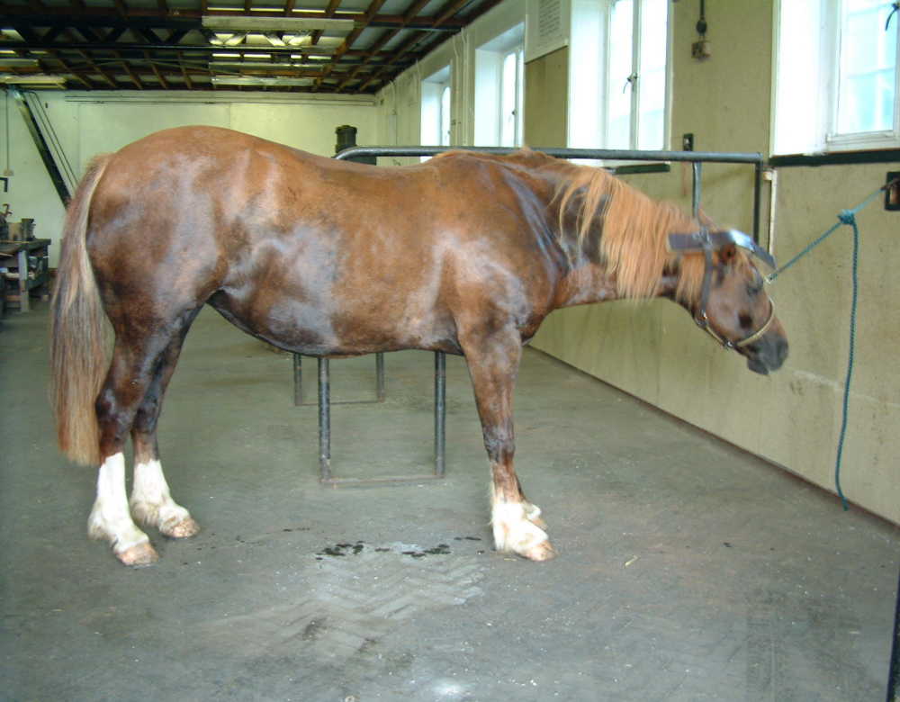 Horse with Laminitis Before
