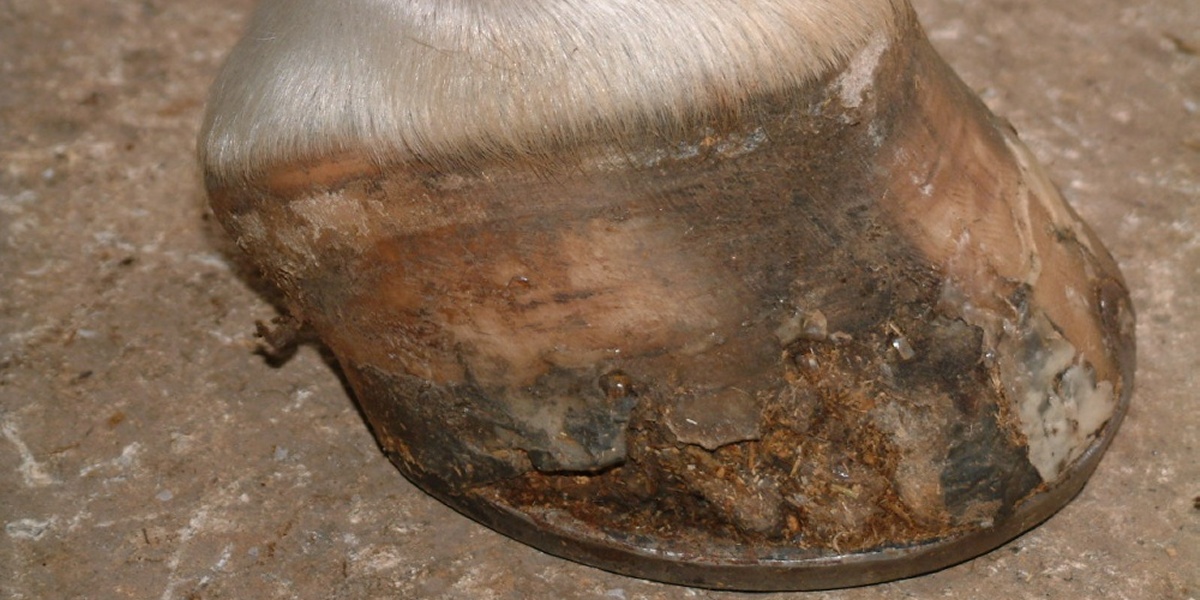 Hoof defect