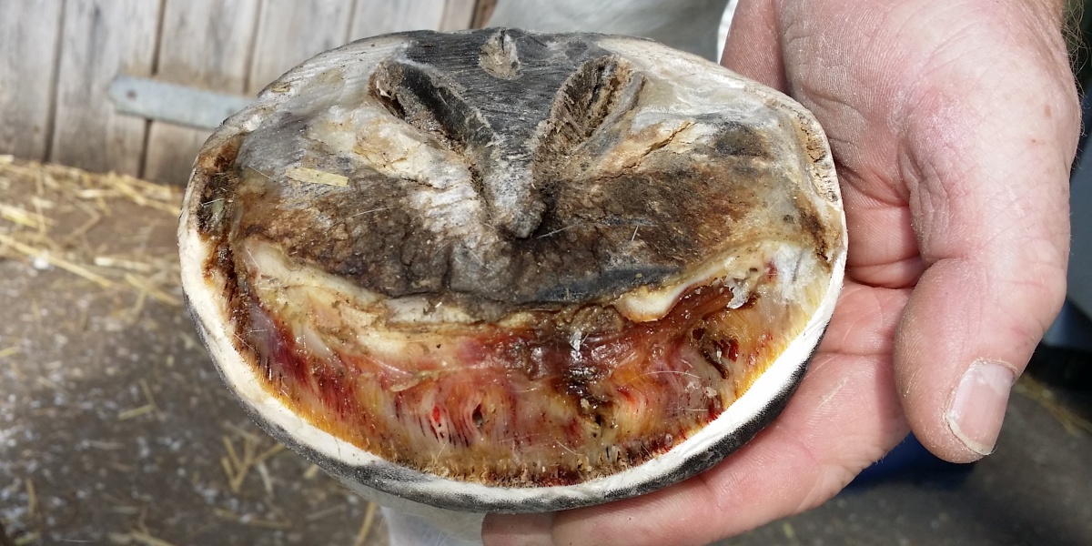 Laminitic horse foot.