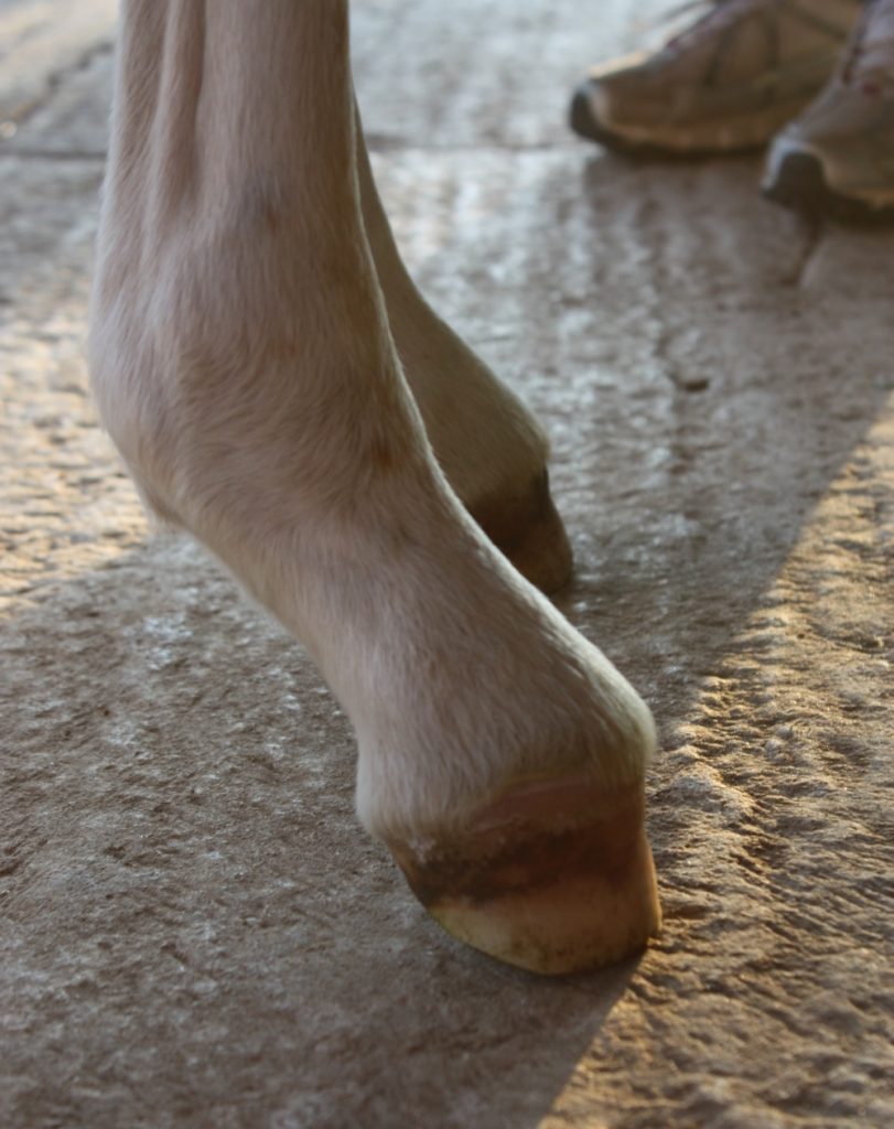 Foal club foot.