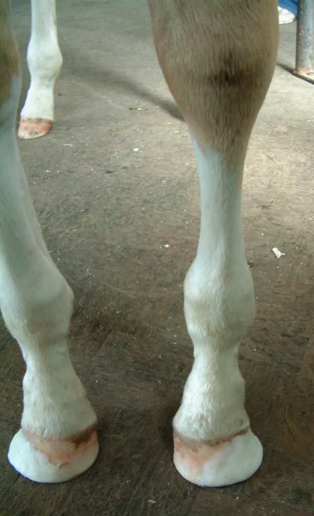 Fetlock varus dorsal view