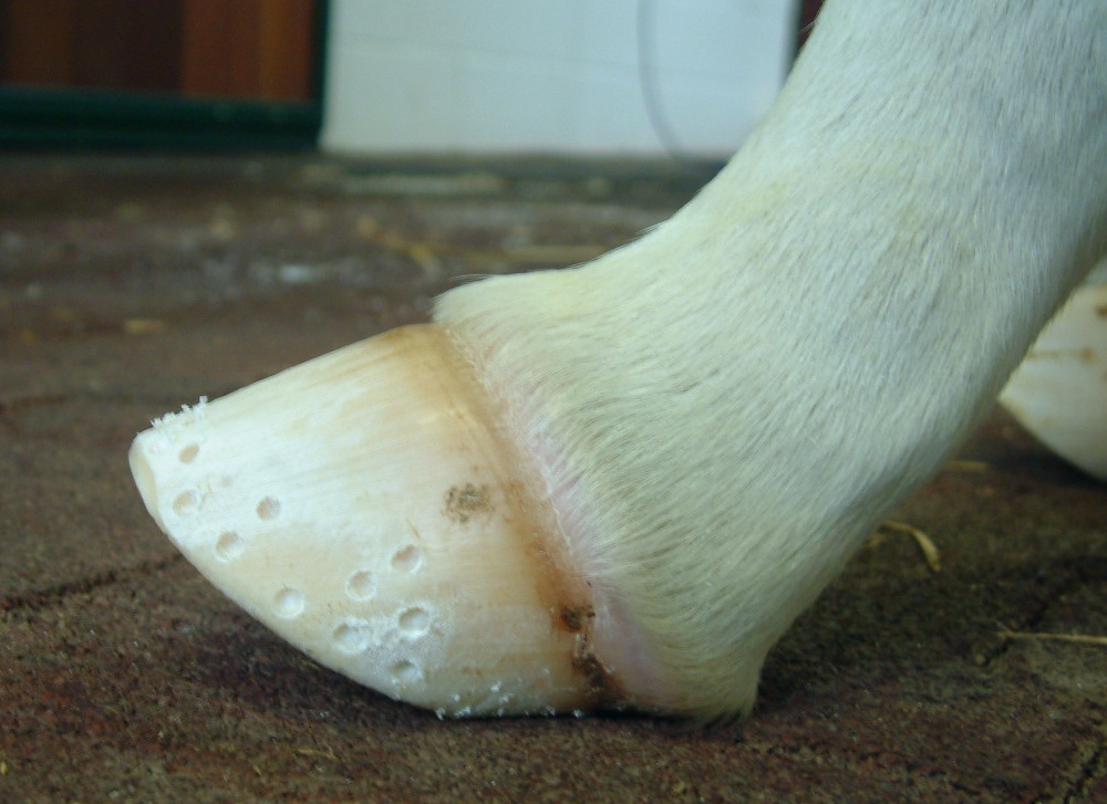 Flexural flaccidity. Micro indentations in lowerwall.