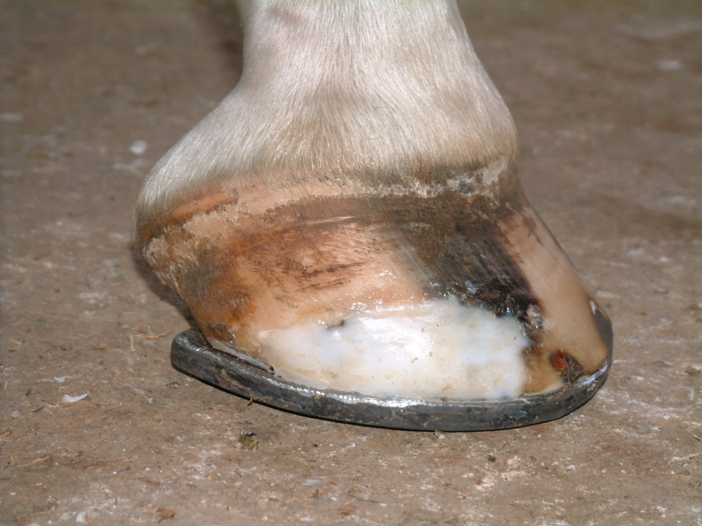 Repair of poor quality hoof wall